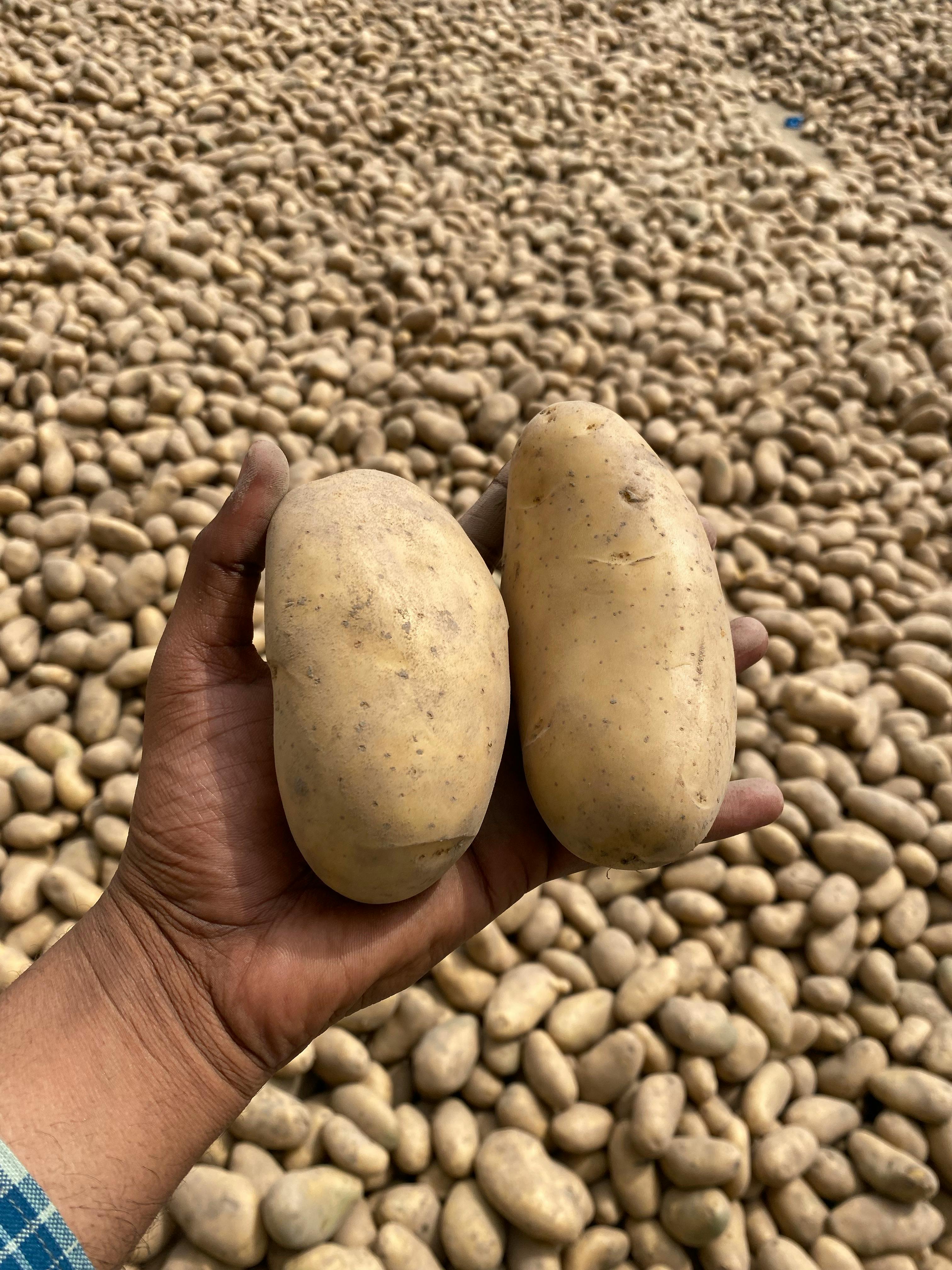 TRANSFORMATION DE POMME DE TERRE